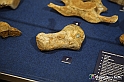 VBS_9112 - Museo Paleontologico - Asti